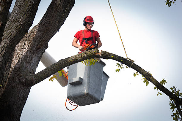 Bangor, WI Tree Removal Company